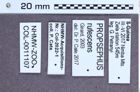 Etiketten zu Propsephus rufescens (NHMW-ZOO-COL-0011107)